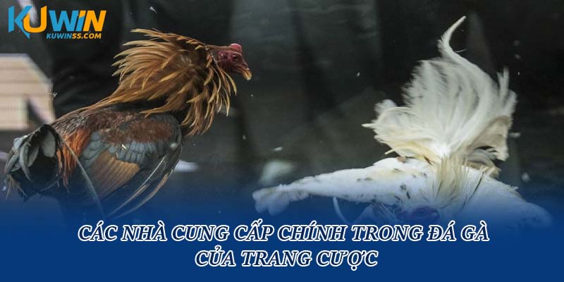 Các nhà cung cấp chính trong đá gà của trang cược