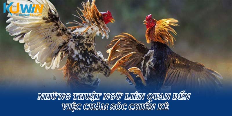Những thuật ngữ liên quan đến việc chăm sóc chiến kê