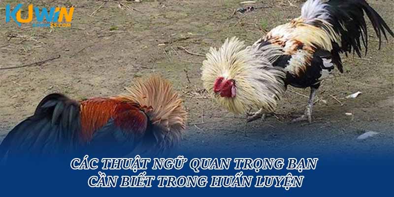 Các thuật ngữ quan trọng bạn cần biết trong huấn luyện